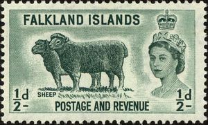 Domestic Sheep (Ovis aries)