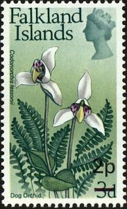 Dog Orchid (Codonorchis lessonii) surcharged