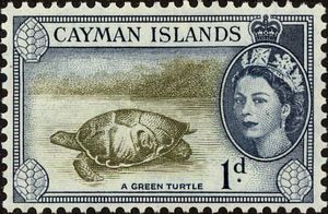 Green Sea Turtle (Chelonia mydas)