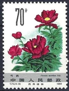 Paeonia latiflora
