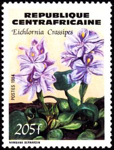 Eichhornia crassipes