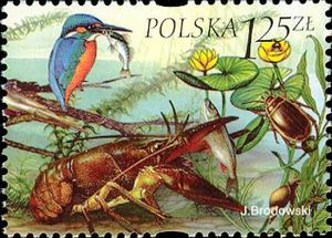 Kingfisher, Crayfish, Snail, Beetle, Plants