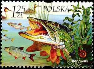 Pike, Fish, Grebe, Plants