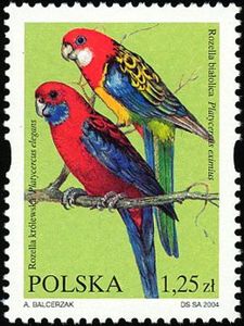 Crimson Rosella (P. elegans), Eastern Rosella (P. eximius)