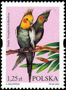 Cockatiel (Nymphicus hollandicus)