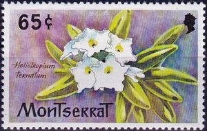 Boraginacrge (Heliotropium ternatum)