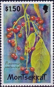 Siarubaceae (Picramnia pentandra)