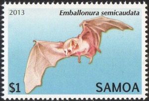 Pacific Sheath-Tailed Bat (Emballonura semicaudata)
