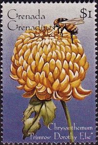 Chrysanthemum "Primrose Dorothy Else"