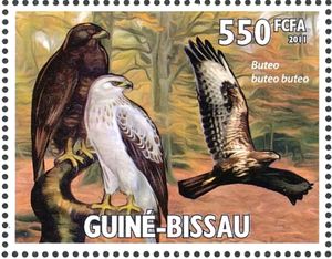 Common Buzzard (Buteo buteo)