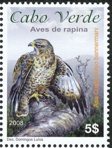 Cape Verde Buzzard (Buteo bannermani)