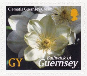 Clematis "Guernsey Cream"