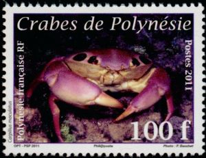 Spotted Reef Crab (Carpilius maculatus)