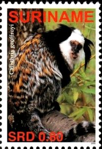 Geoffroy's Tufted-ear Marmoset (Callithrix geoffroyi)