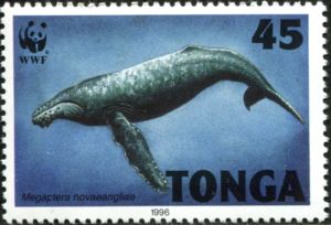 Humpback whale (Megaptera novaeangliae)