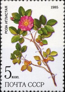 Selo Rore Selo: Rose