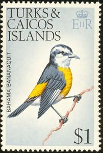 Bahama Bananaquit (Coereba flaveola bahamensis)
