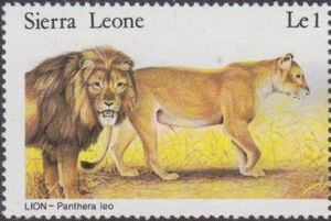 Lion (Panthera leo)