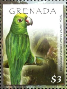 Yellow Crowned Amazon (Amazona ochrocephala)