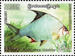 Sicklefin Barb (Puntioplites falcifer)