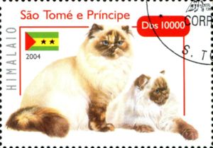 Himalayan / Colourpoint Longhair (Felis silvestris catus)