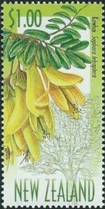 Kowhai (Sophora tetraptera)
