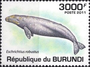 Grey Whale (Eschrichtius robustus)