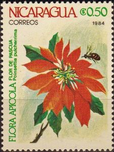 Poinsettia pulcherrima