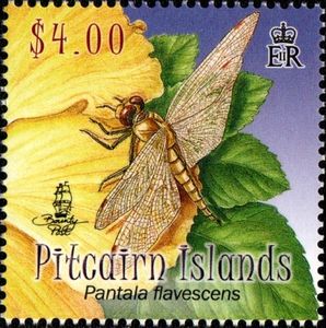 Pantala flavescens on Edge of Flower