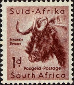 Black Wildebeest (Connochaetes gnou)