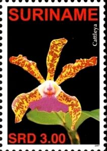 Cattleya
