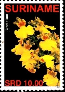 Oncidium