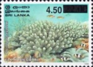 Antler Coral (Pocillopora eydouxi) - Overprinted