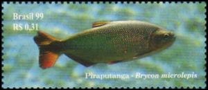 Piraputanga (Brycon microlepis) 