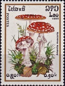 Amanita Muscaria