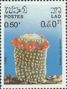 Mammillaria matudae