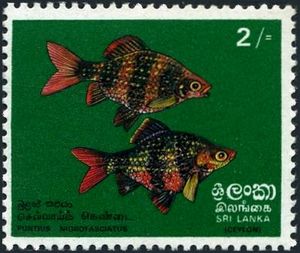 Black Ruby Barb (Puntius nigrofasciatus)