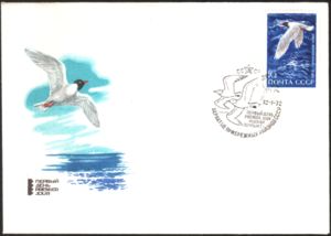 Larus melanocephalus