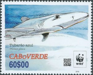 Blue Shark (Prionace glauca)