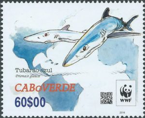 Blue Shark (Prionace glauca)