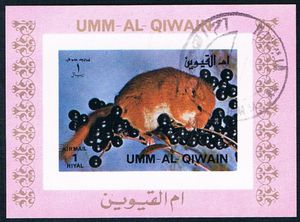 Hazel Dormouse (Muscardinus avellanarius)