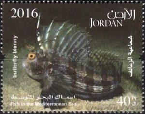 Butterfly Blenny (Blennius ocellaris)