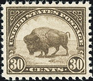 American Bison (Bos bison)