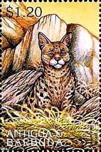 Serval (Felis serval)