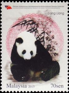 Giant Panda (Ailuropoda melanoleuca)