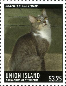 Brazilian Shorthair (Felis silvestris catus)