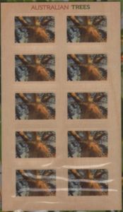 Lemon-Scented Gum Tree