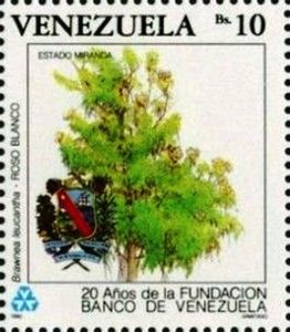 Roso Blanco (Brawnea leucantha)