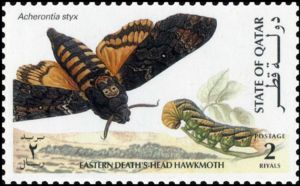 Eastern Death’s-head Hawkmoth (Acherontia styx) 