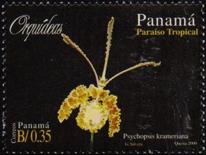 Psychopsis krameriana